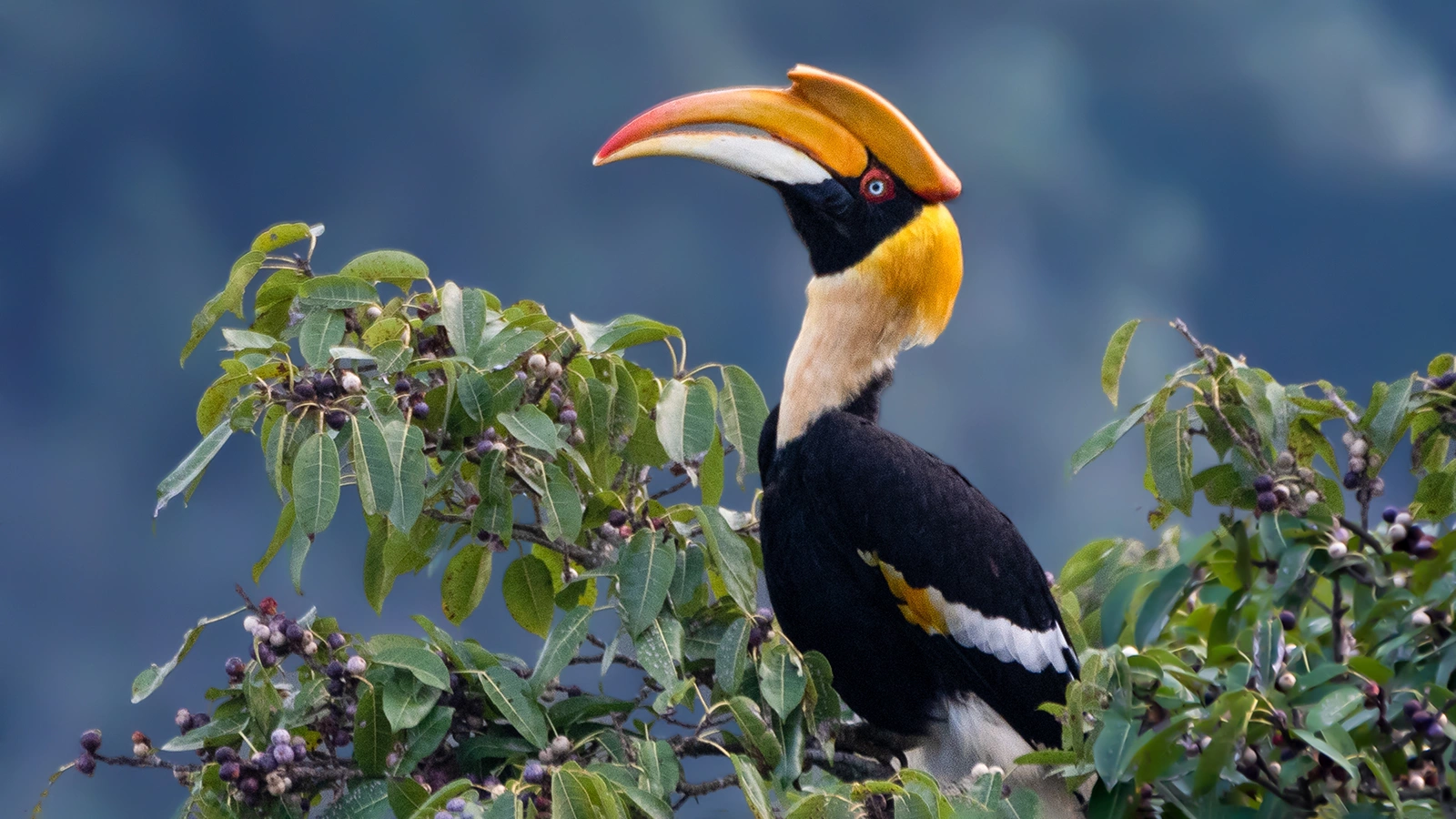 В Петербурге поймали улетевшую из зоопарка тропическую птицу