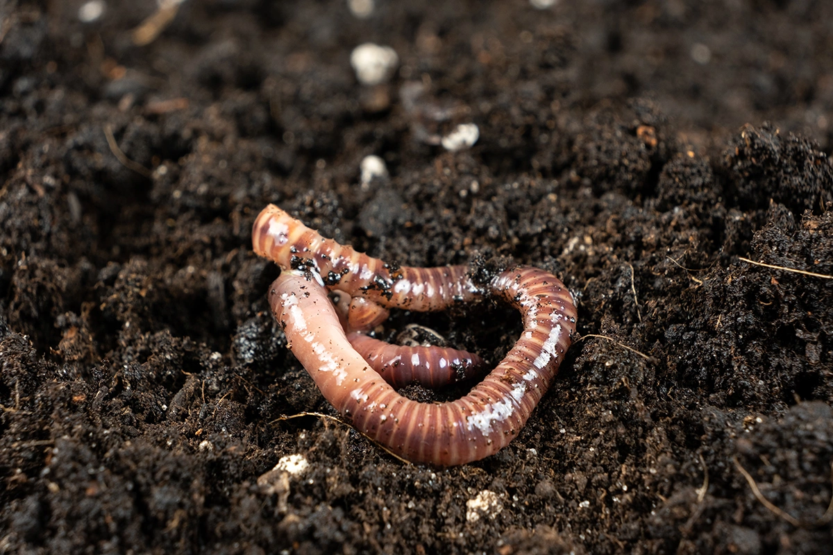 Дождевые черви помогают образованию гумуса