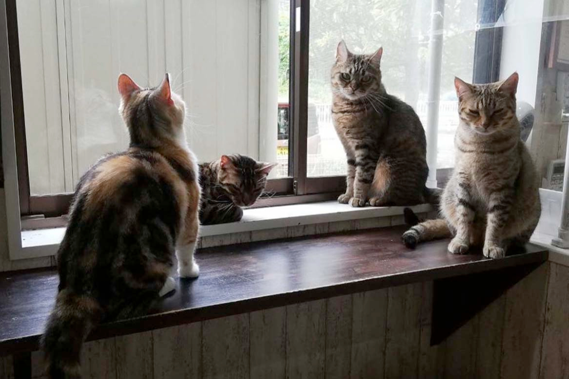 Фото: instagram.com/catcafe_mycat/