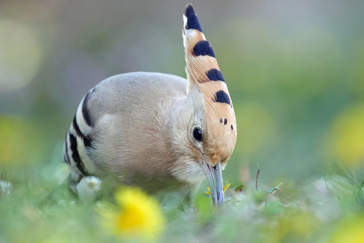 Удод населяет территории от побережья Атлантики до Дальнего Востока, избегая суровых северных широт и безжизненных пустынь