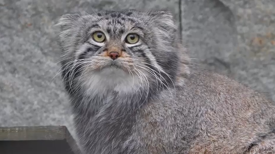 Московский зоопарк показал манула Тимофея, завершившего зажировку