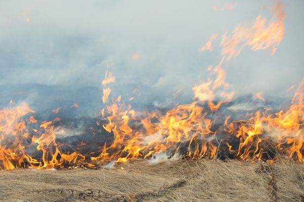 На Ямале выросло число пожаров. Власти ограничат пребывание людей в лесах