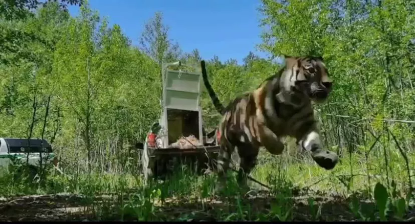 центр «Амурский тигр»