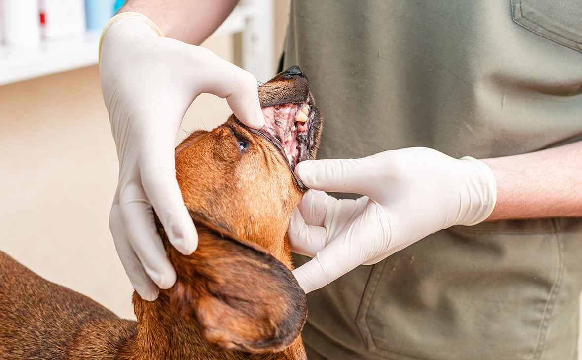 ARVD73 / Shutterstock