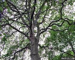 Самое дорогое дерево в Британии оценили в $1,5 млн 