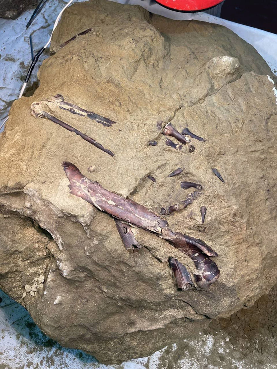 <p>Фрагмент скелета был найден в Шестаковском палеонтологическом комплексе</p>