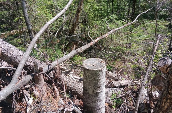Кавалеровский филиал КГКУ «Приморское лесничество»