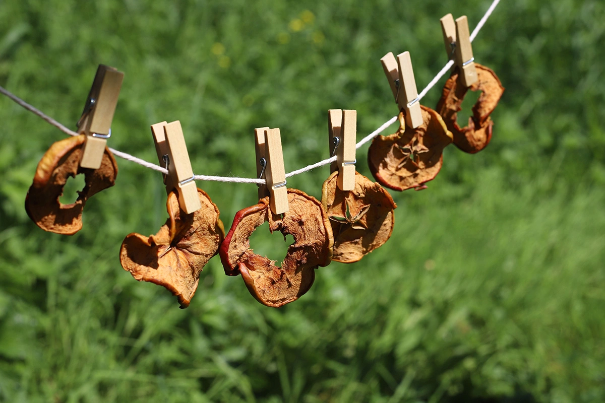 Сушка яблок на воздухе