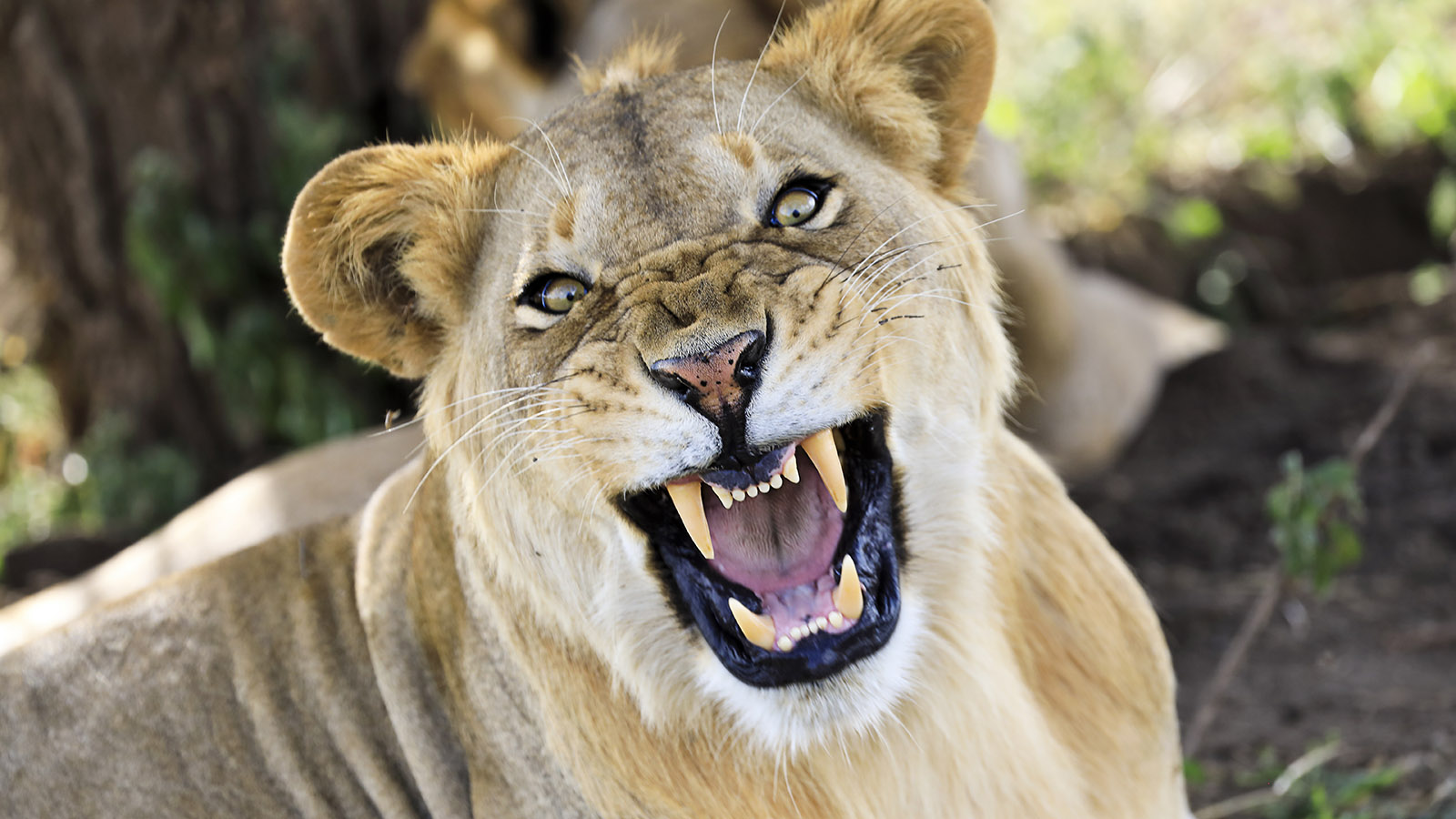 В Бразильском зоопарке львица загрызла 19-летнего посетителя