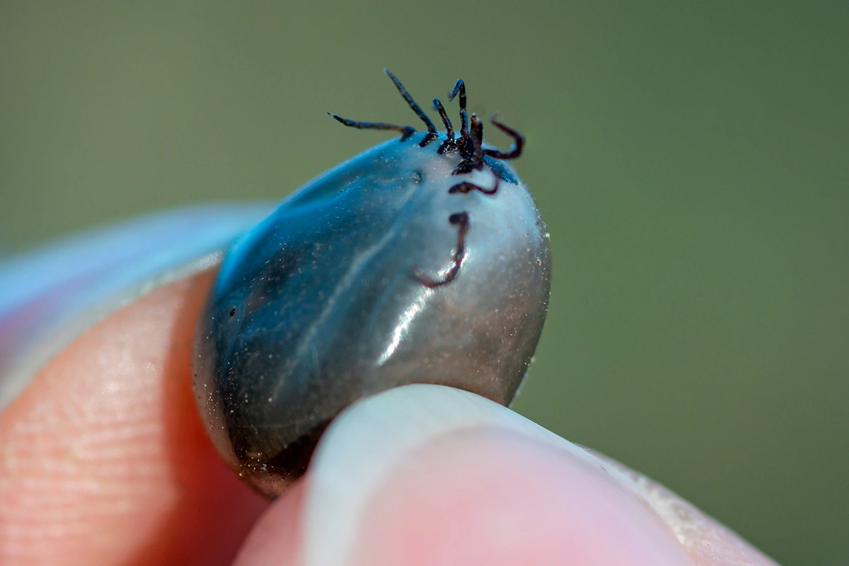 Клещ рода Хиаломма (Hyalomma)