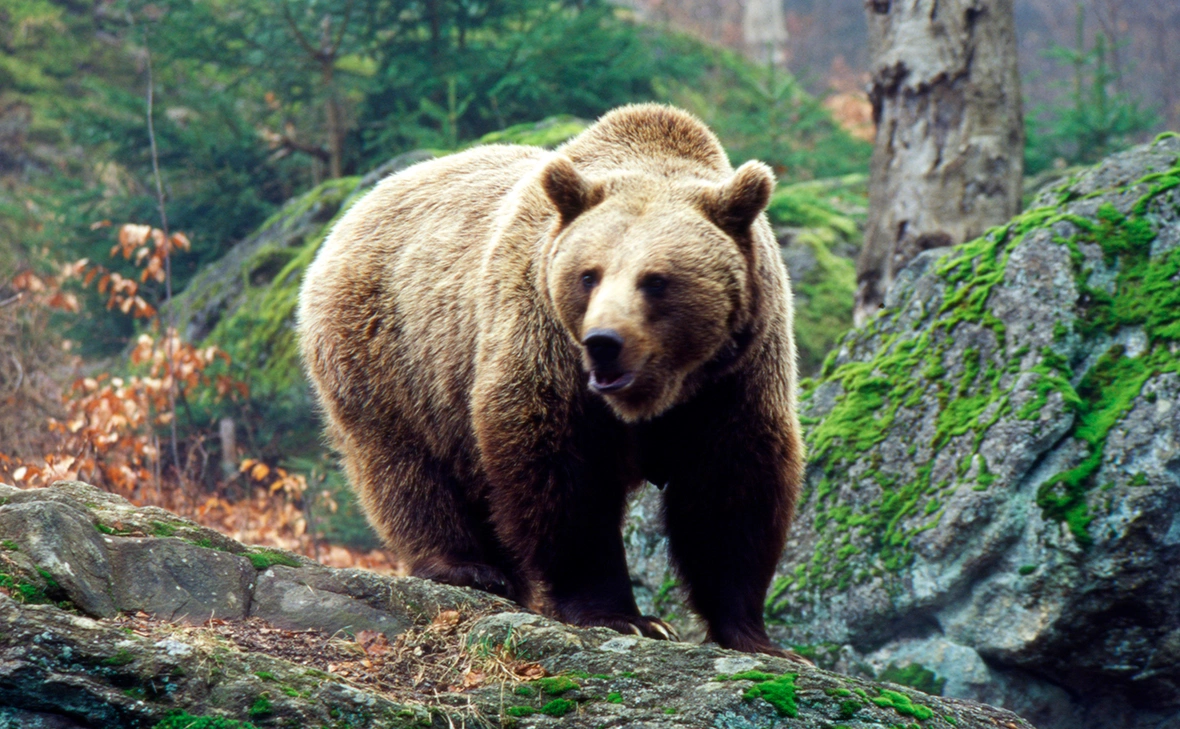 Константин Михайлов / Global Look Press