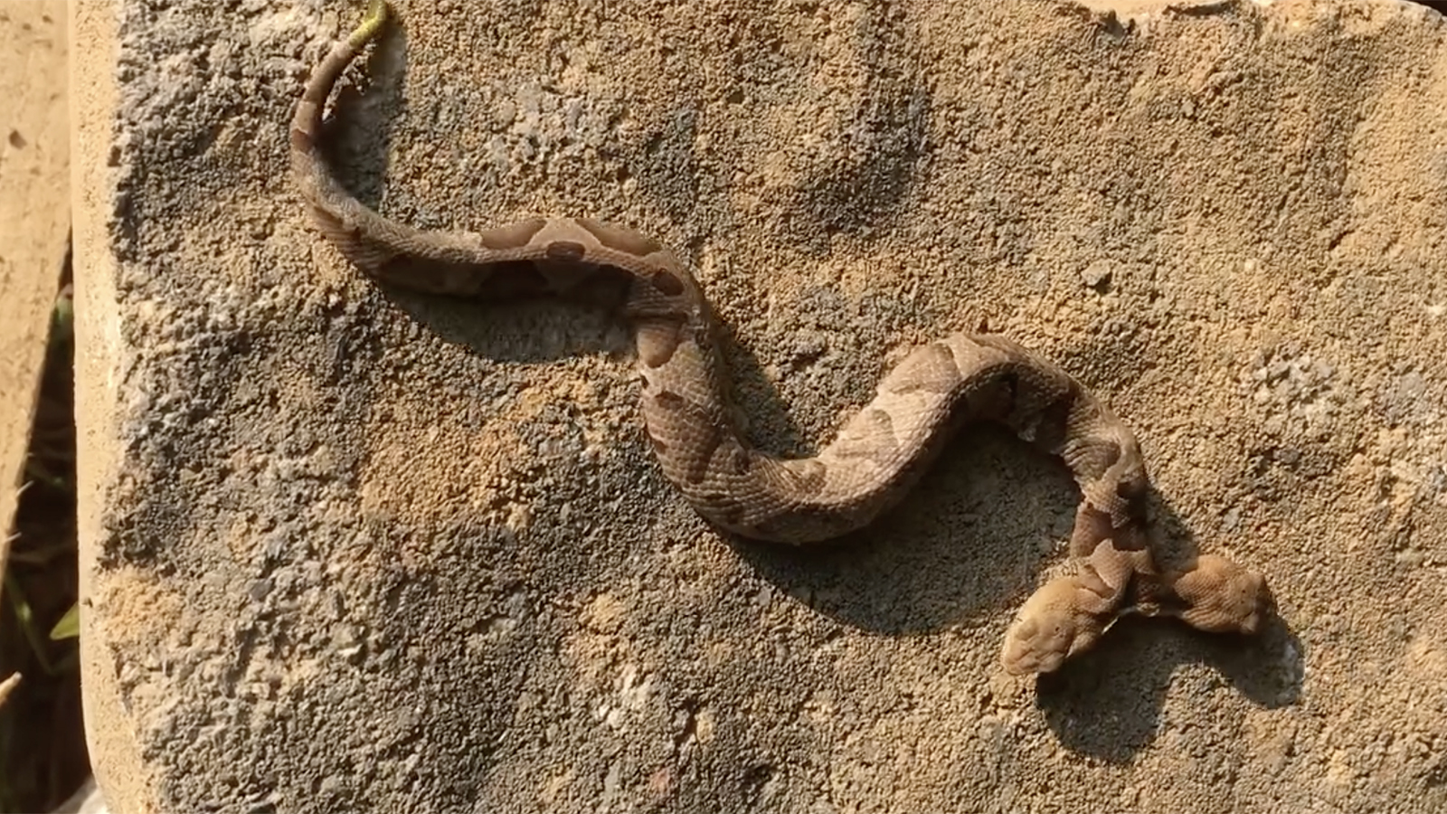 Двухголовая свиноносая носатая змея (западный крючконосый уж)