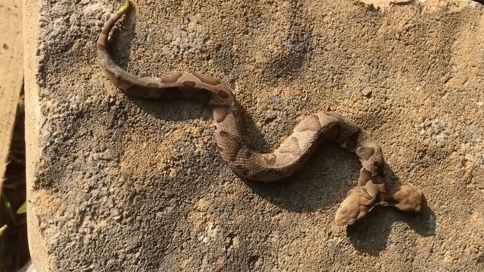 Двухголовая свиноносая носатая змея (западный крючконосый уж)
