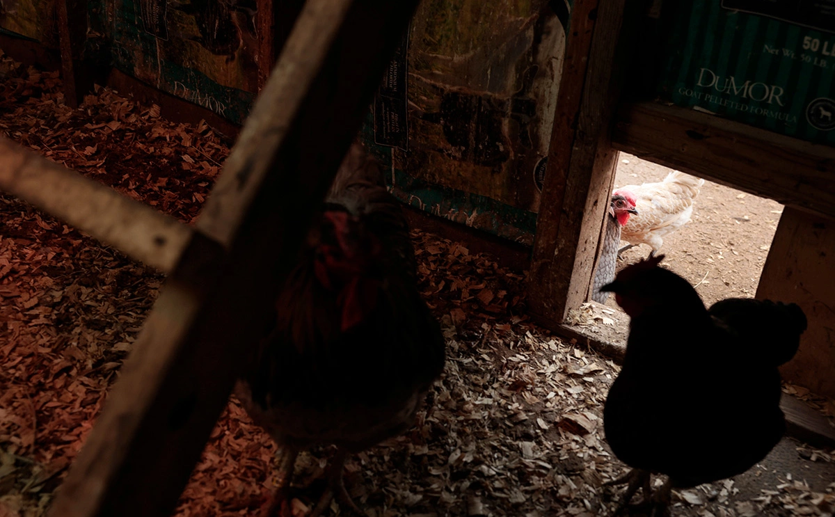 Anna Moneymaker / Getty Images