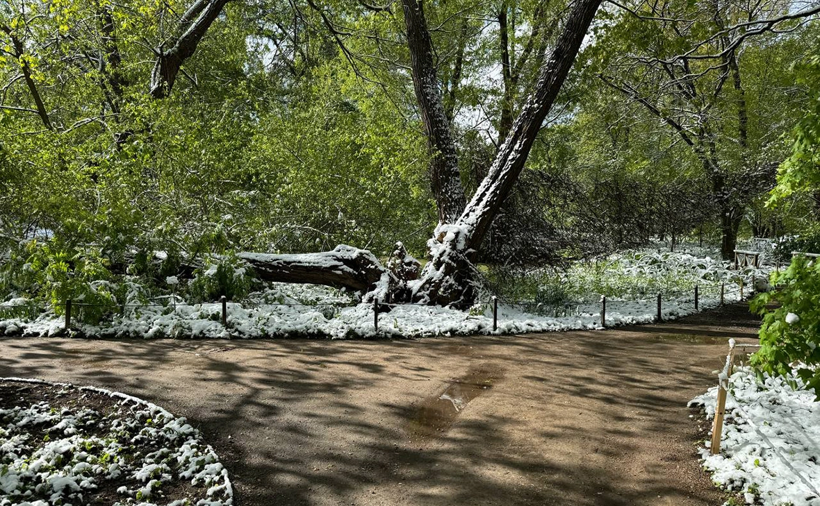 artem_hortus / Telegram