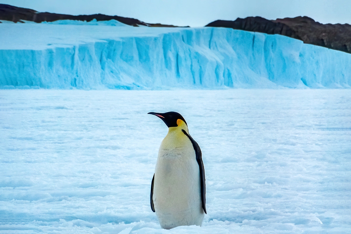 Пингвины прекрасно плавают и могут нырять на глубину более 500 метров