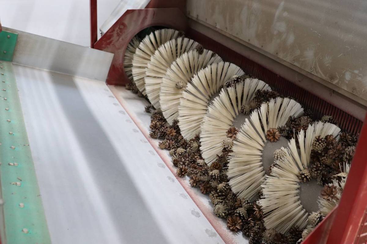 В Вологодской области начали заготовку лесосеменного сырья