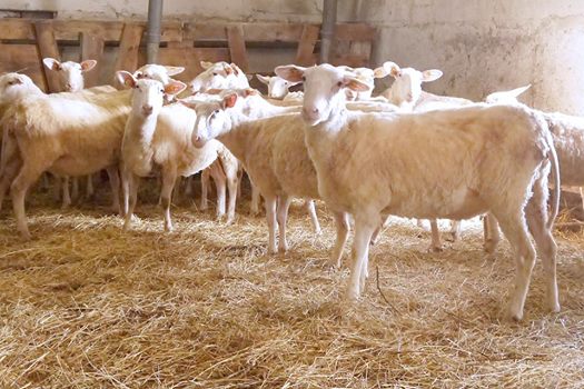В Татарстане в сельском хозяйстве больше всего развито животноводство