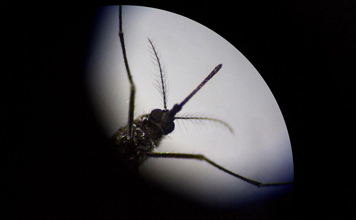 Минобороны обвинило США в изучении инфекционных комаров на деньги Гейтса"/>













