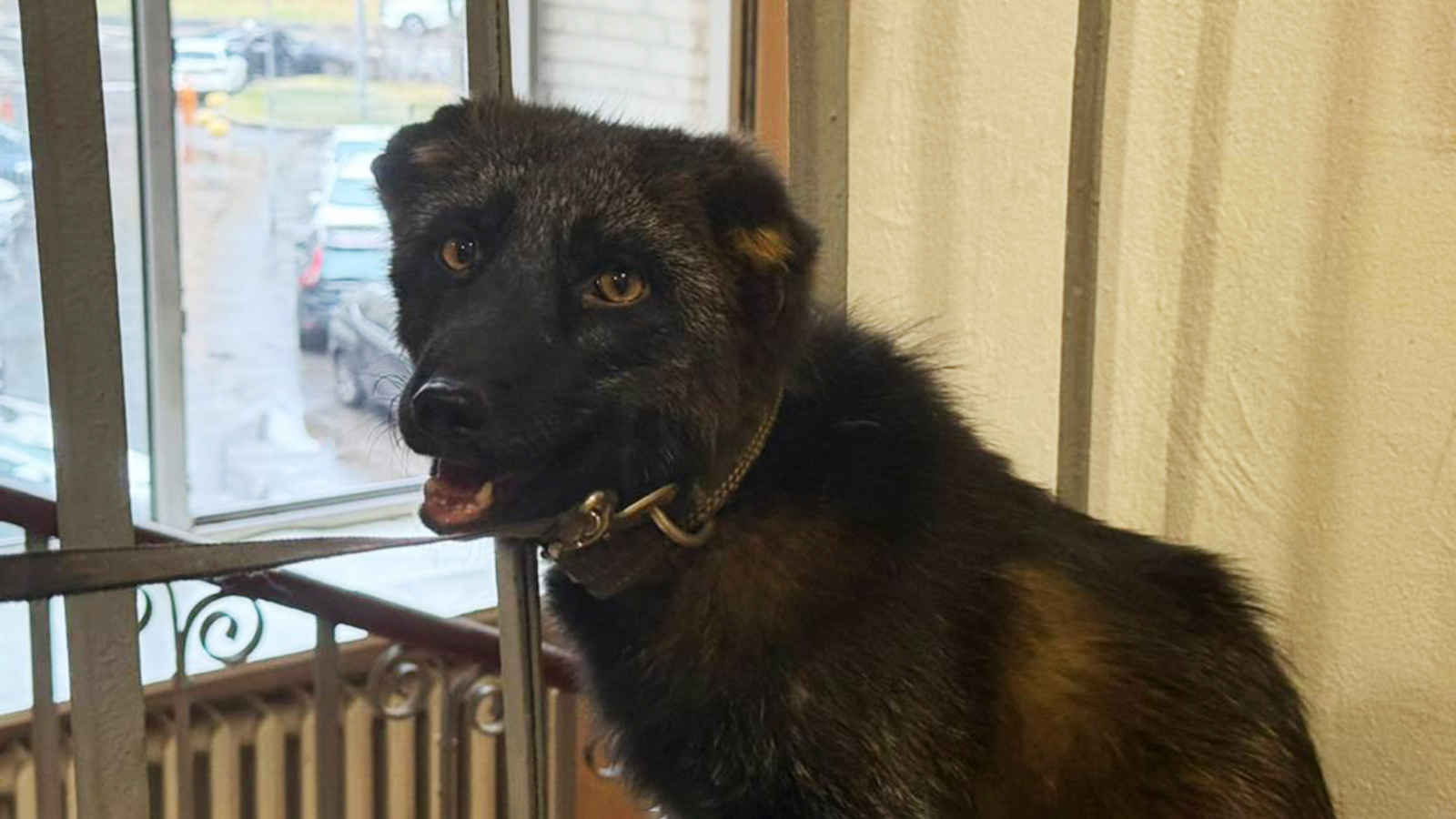 Чернобурый лис Нильс