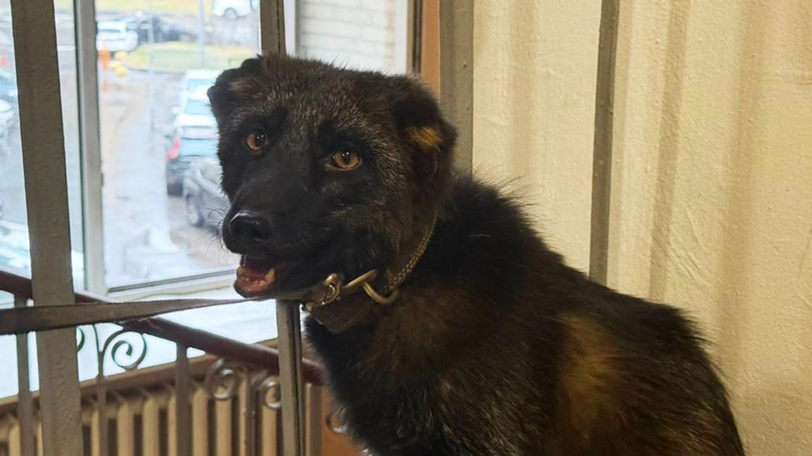 Чернобурый лис Нильс