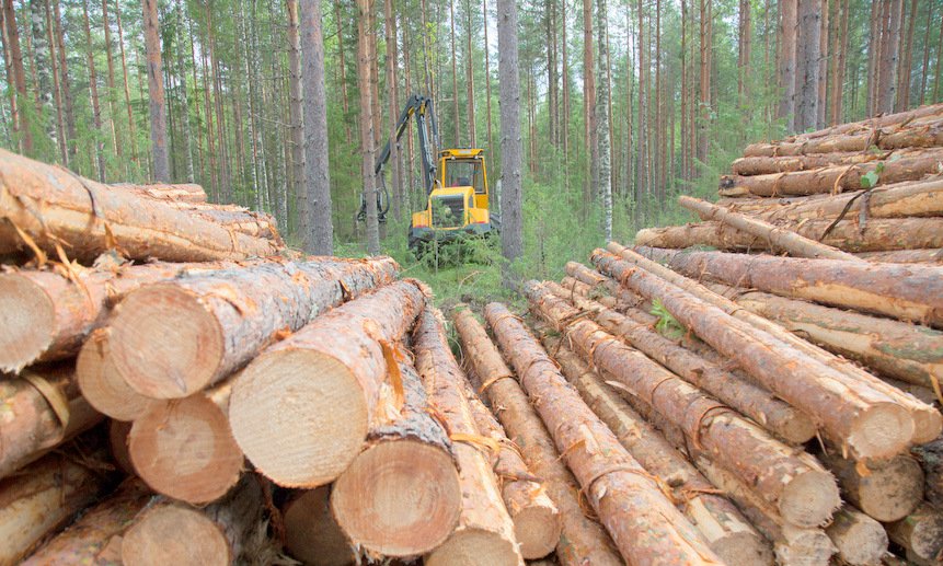 Лесная промышленность Вологодчины развивается в условиях новой экономики