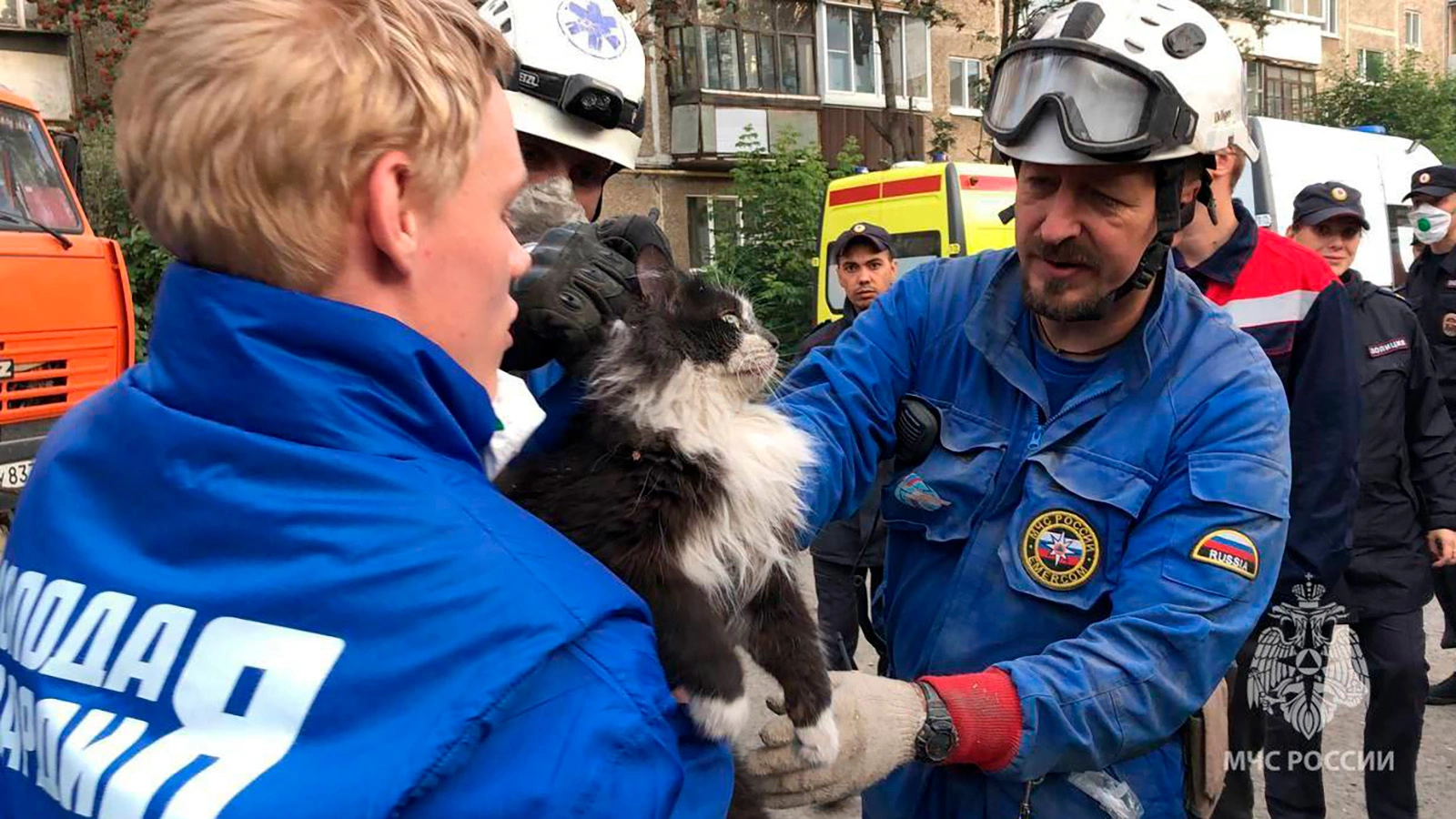 Кот, спасенный из-под завалов в Нижнем Тагиле