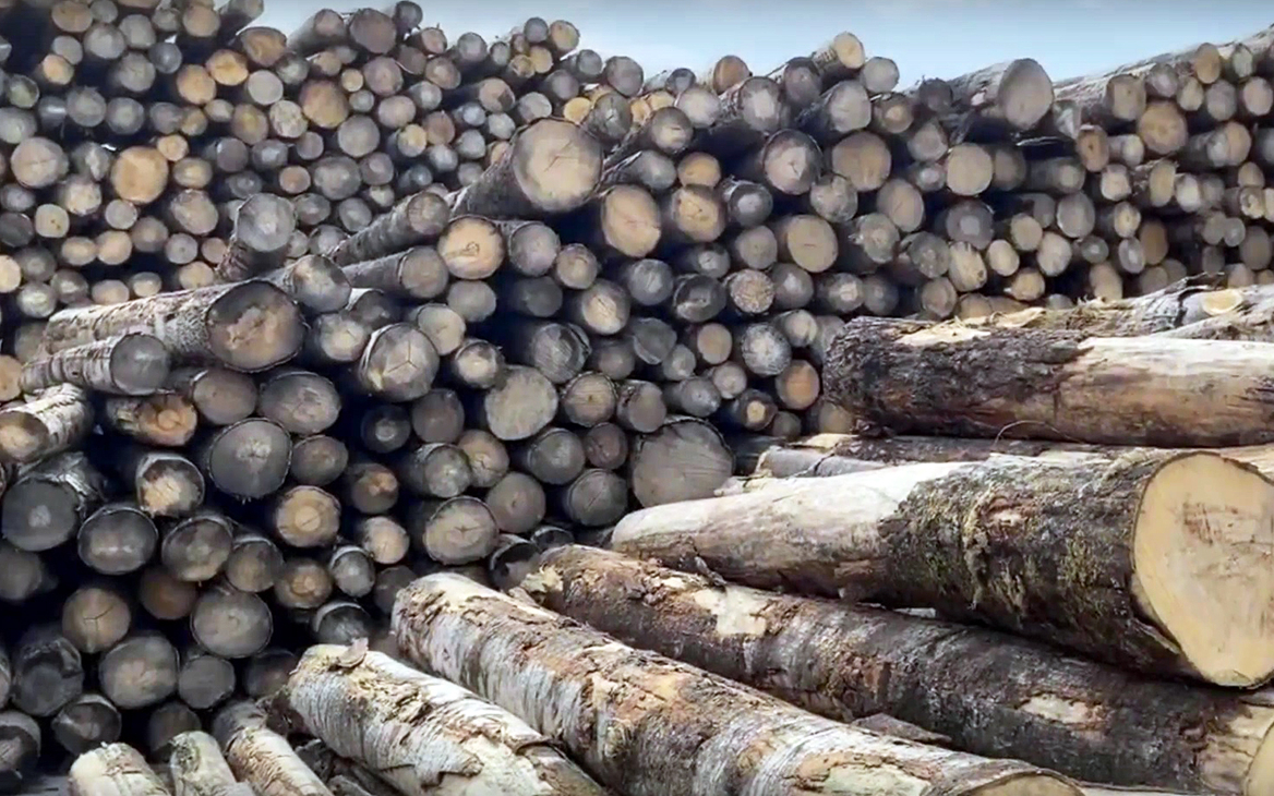 Жителя Хабаровского края будут судить за контрабанду леса на ₽1 млрд