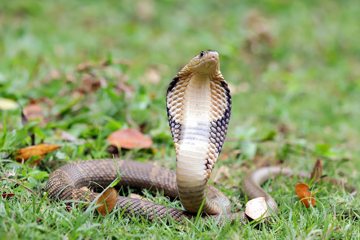 Фото: Lauren Suryanata / Shutterstock / FOTODOM