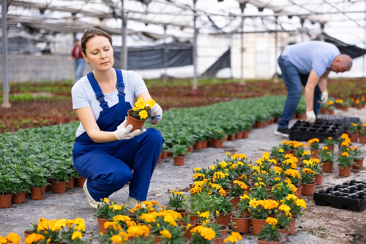 Если вы посадили высокорослые сорта, их можно прищипнуть на стадии рассады (над четвертым-пятым листами), чтобы куст был ветвистым