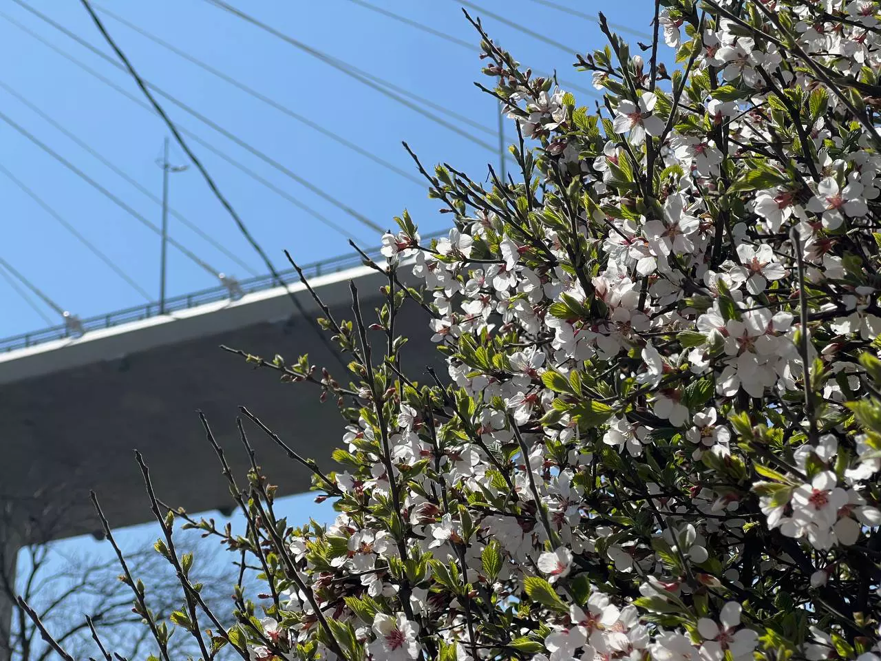 РБК Приморье