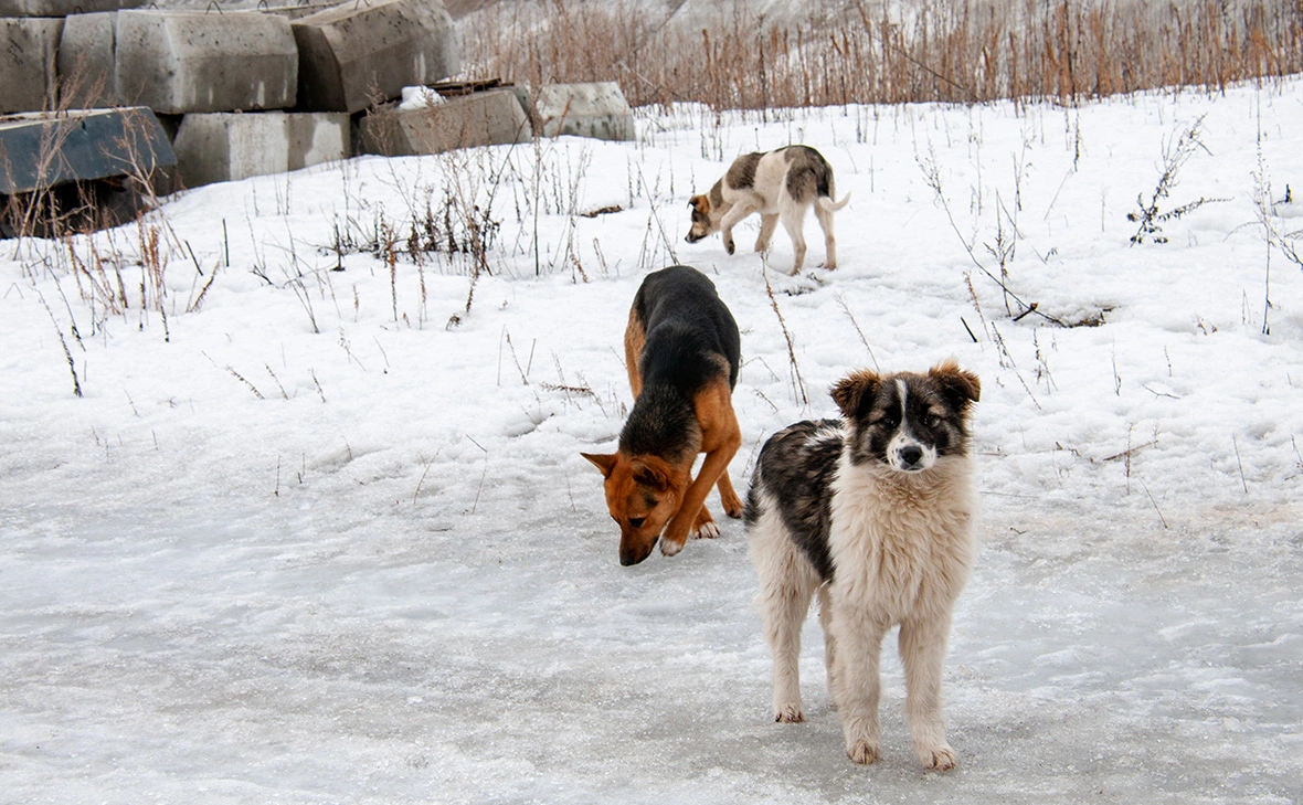 Светлана Возмилова / Global Look Press