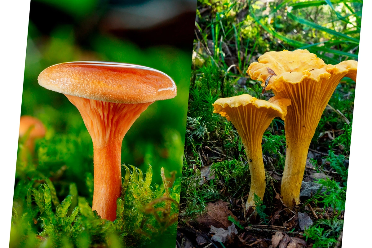 Говорушка (Hygrophoropsis aurantiaca) и Лиси́чка (Cantharéllus)