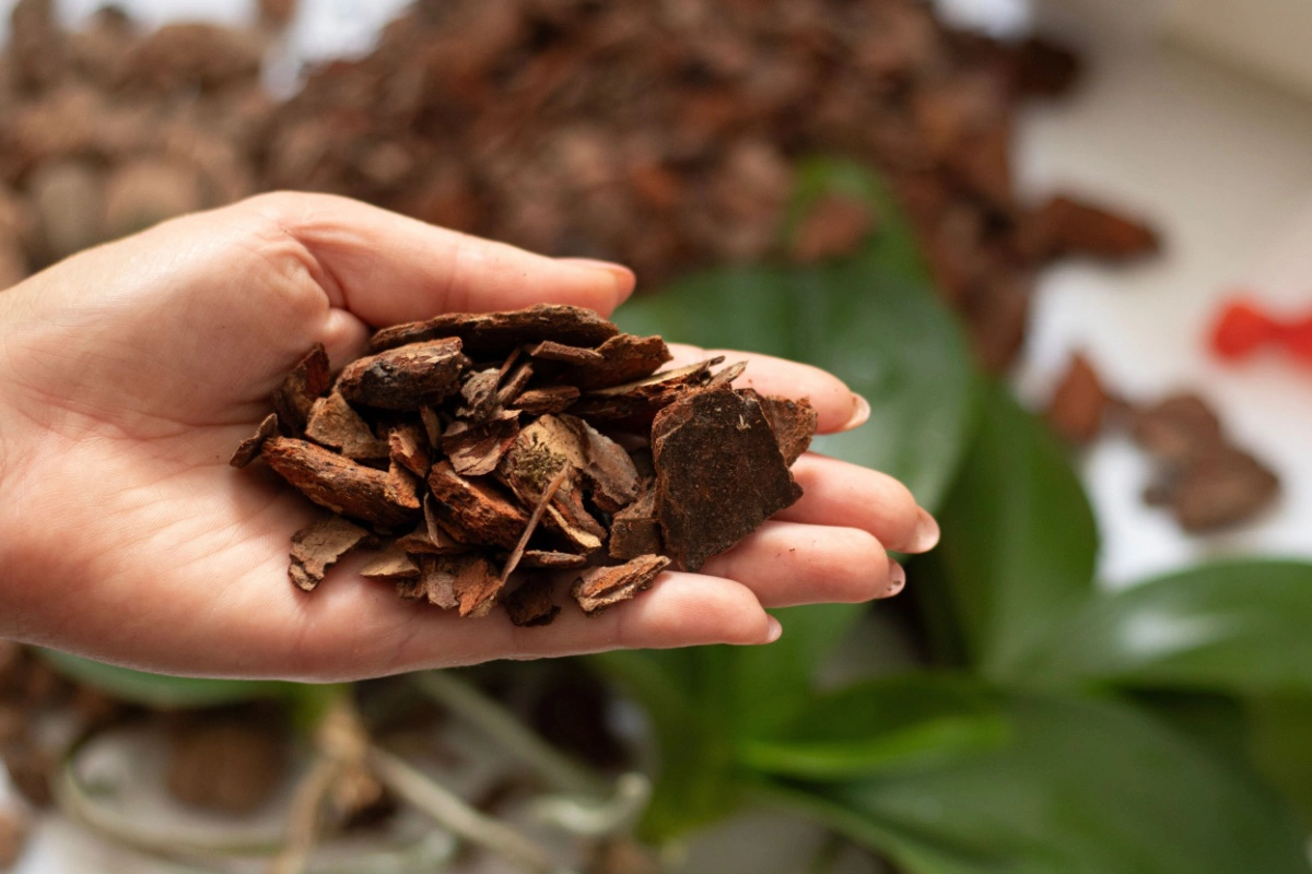 Почва для орхидей должна обеспечивать хорошую циркуляцию воздуха и дренаж