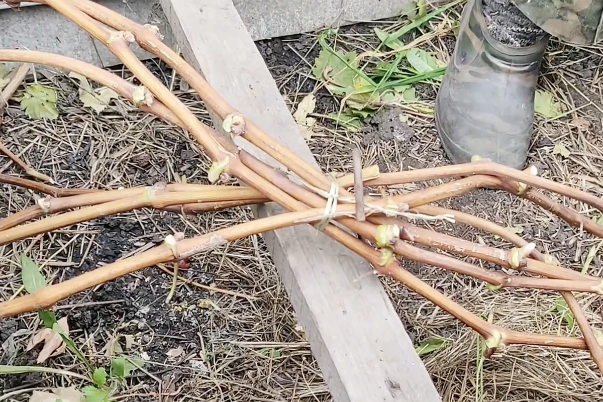 Для защиты от влаги лозу можно укладывать на подпорки без прямого контакта с землей