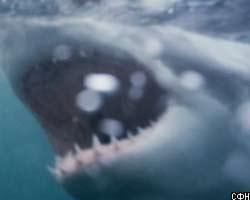 Трагедия в США: акула напала на отдыхающих