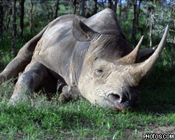 Кенийского носорога назвали в честь бывшего генсека ООН