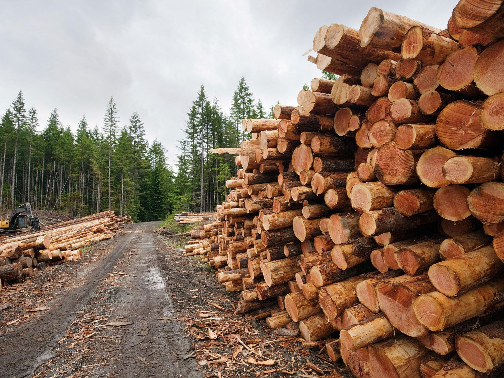 Вологодская область входит в ТОП-3 регионов по заготовке древесины в РФ