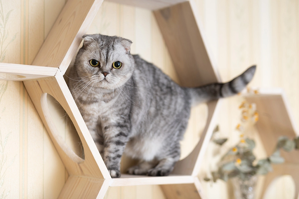 Шотландская вислоухая кошка