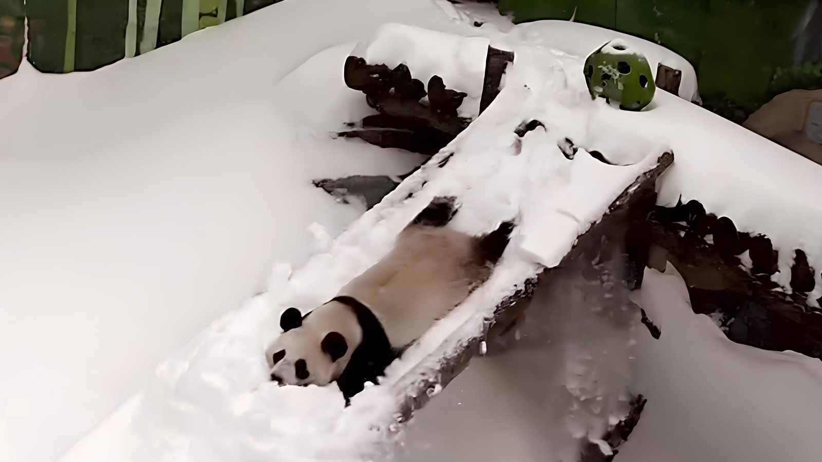 Панда Катюша