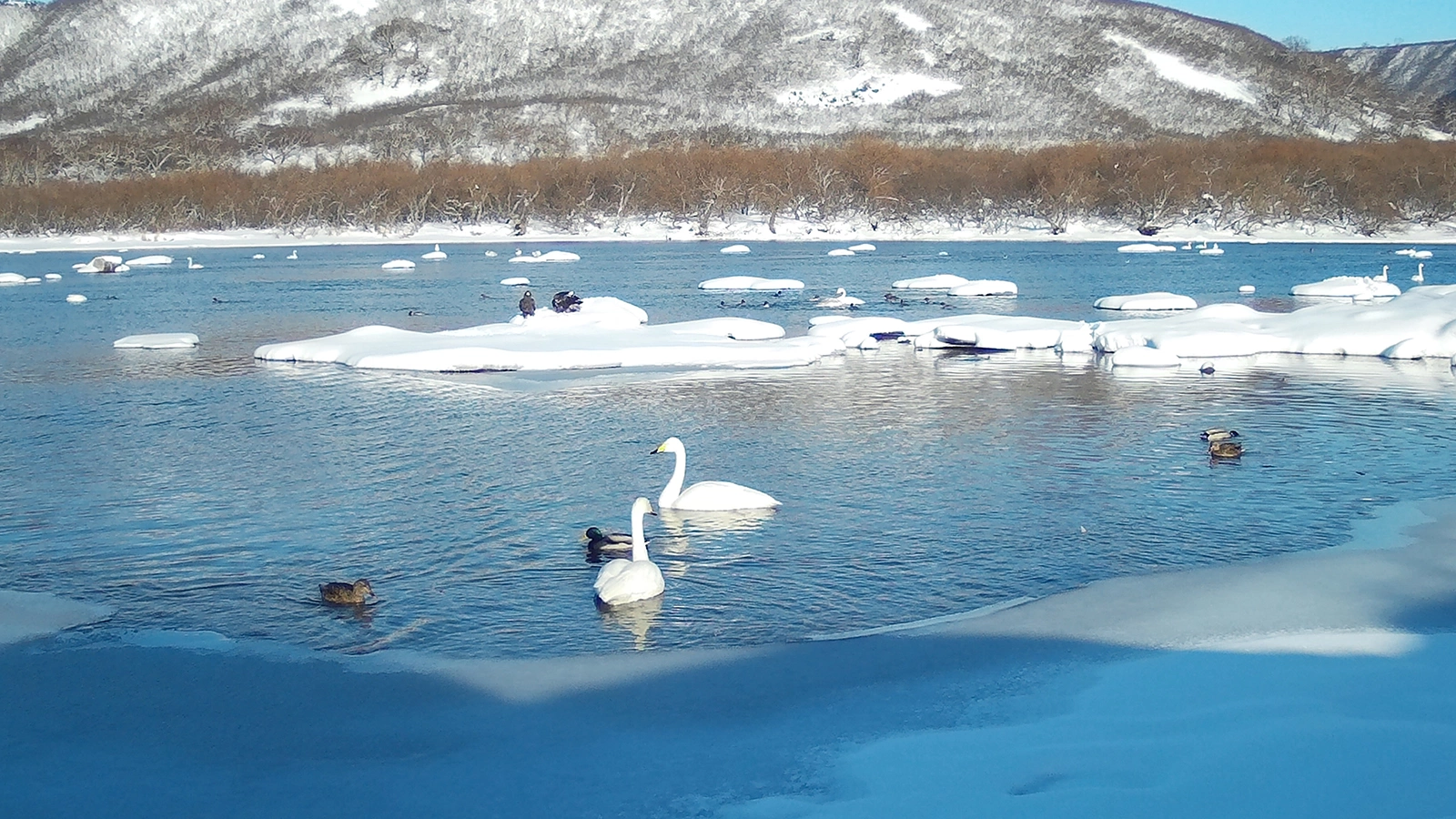<p>Лебеди-кликуны на Курильском озере</p>