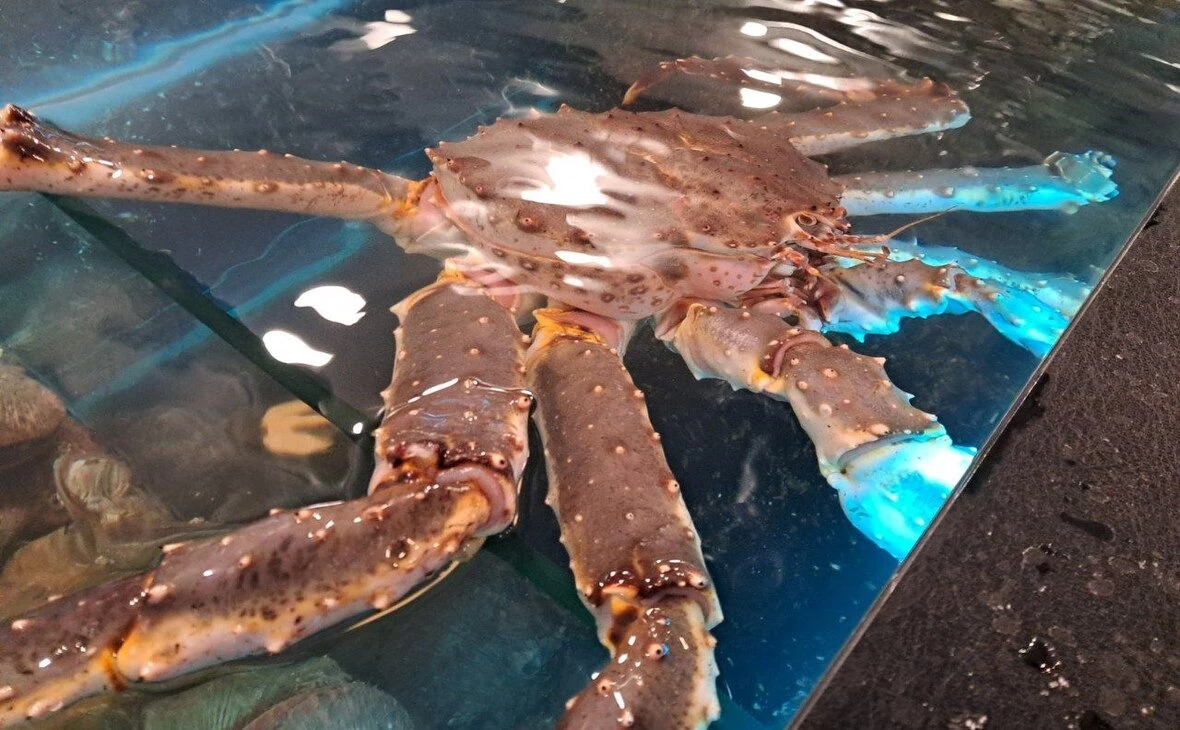 РБК Мурманск