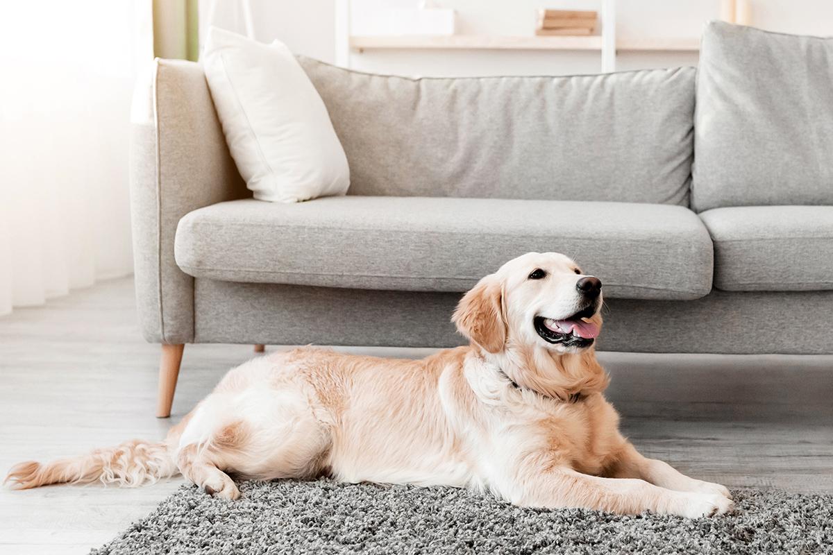 У лабрадоров удобная в уходе шерсть — она густая и короткая