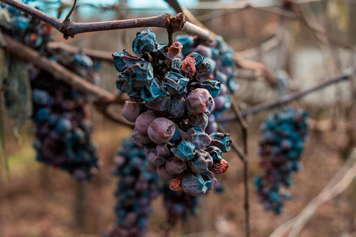 Производители вина в одном из основных винодельческих регионов Новой Зеландии — Мальборо попросили виноградарей оставить часть урожая гнить на виноградниках из-за падения потребления вина