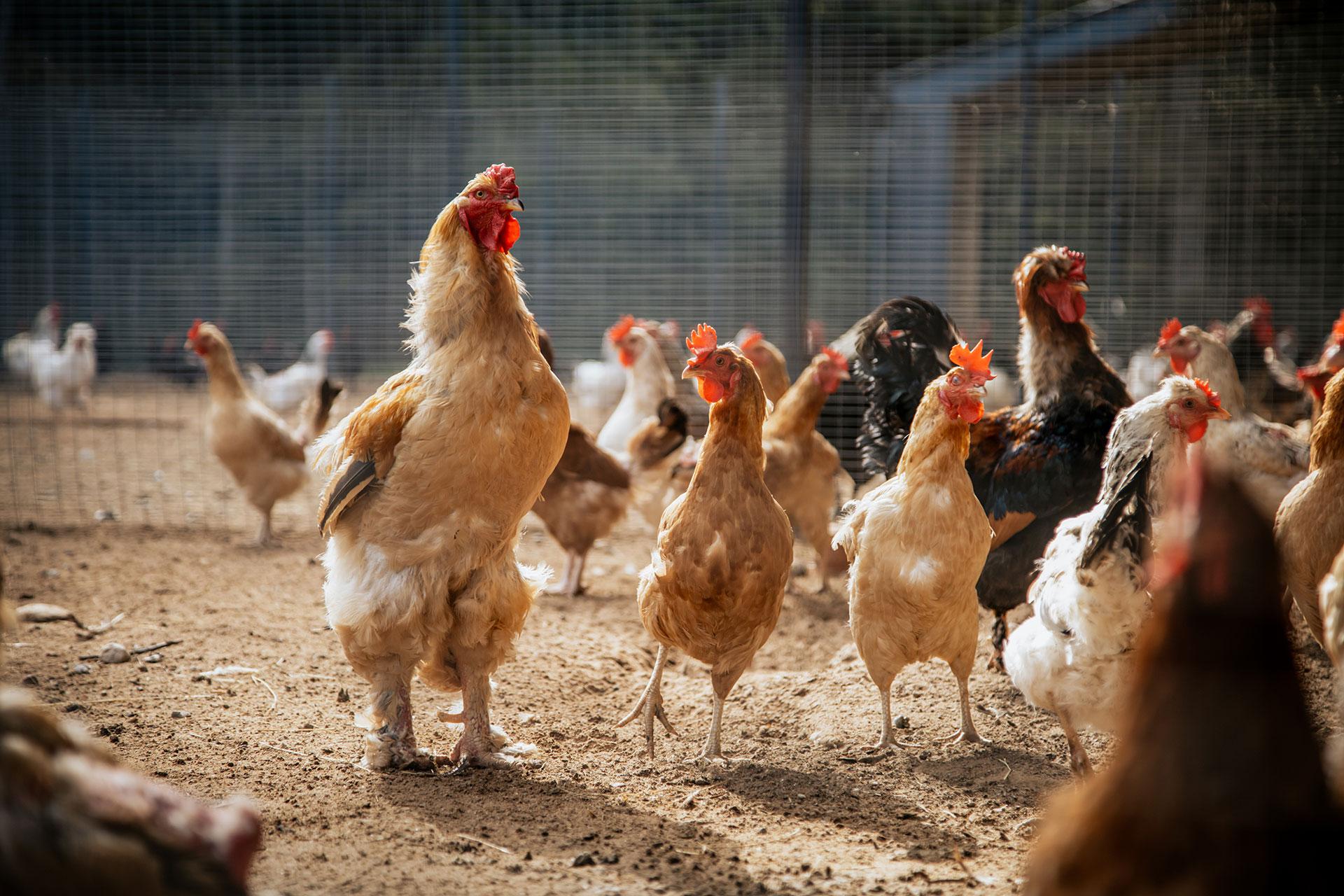 Ферма &laquo;Гастродача Вселуг&raquo;