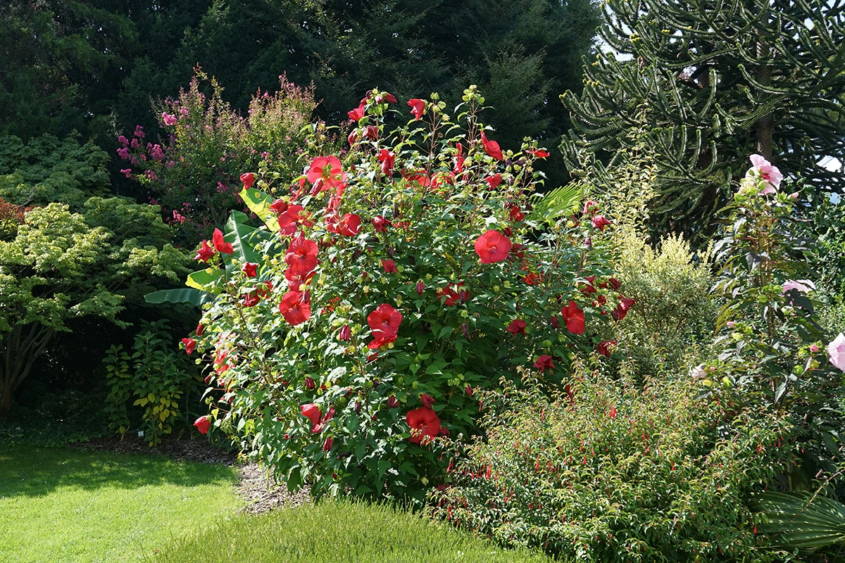 Гибискус может быть как небольшим цветком, так и кустарником