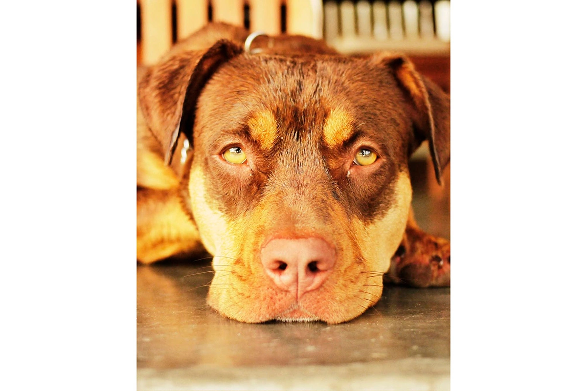 Предыдущая собака Брэди — Луа