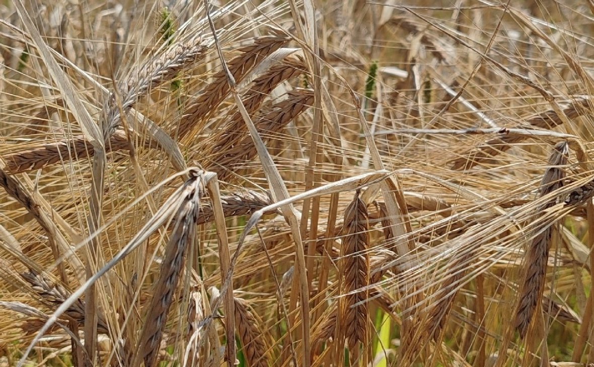 Фото: РБК Черноземье