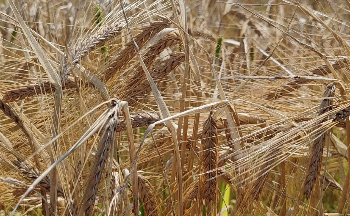 РБК Черноземье