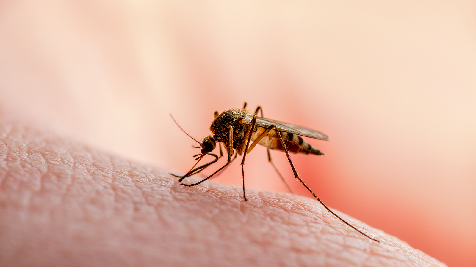 Как избавиться от укусов комаров: симптомы, лечение - FitoBlog